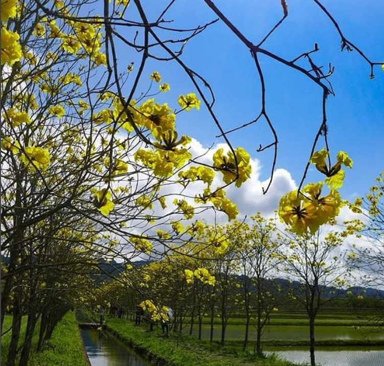 興泉圳已有百年歷史，兩旁的黃花風鈴木每到春季便形成夢幻的黃金河。