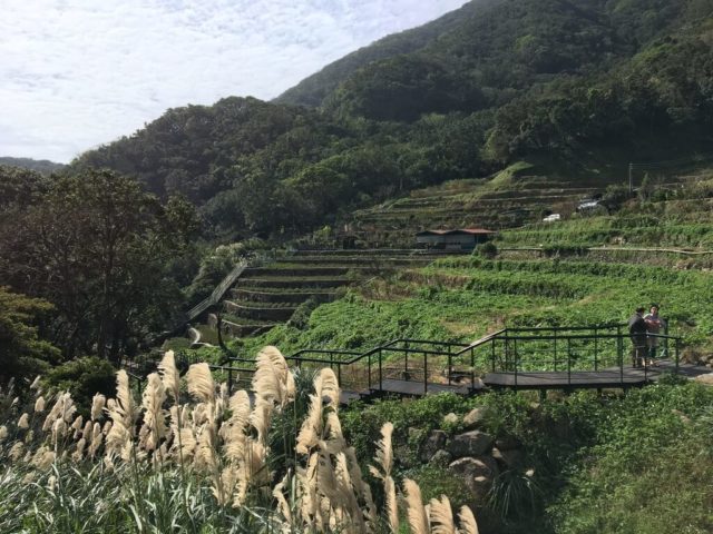 附圖1、青楓步道前景-e1519985816859