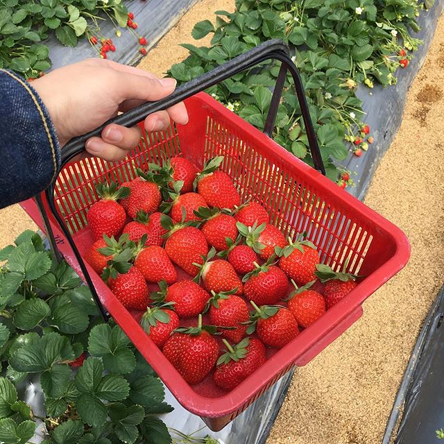 26294817_1894338137562615_6715994215626571776_n