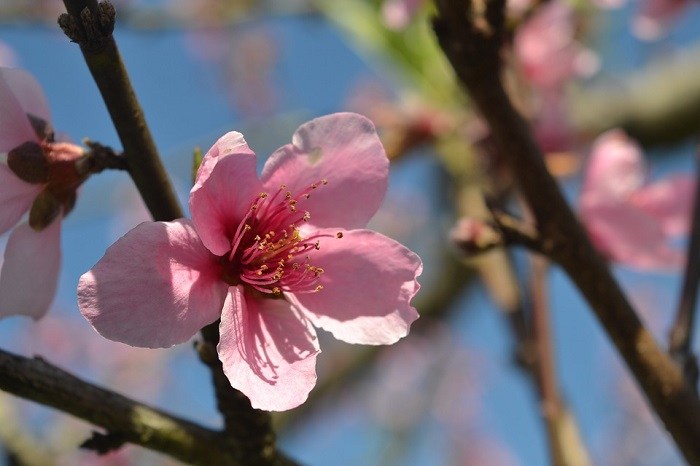 peach-blossom-3683899_960_720