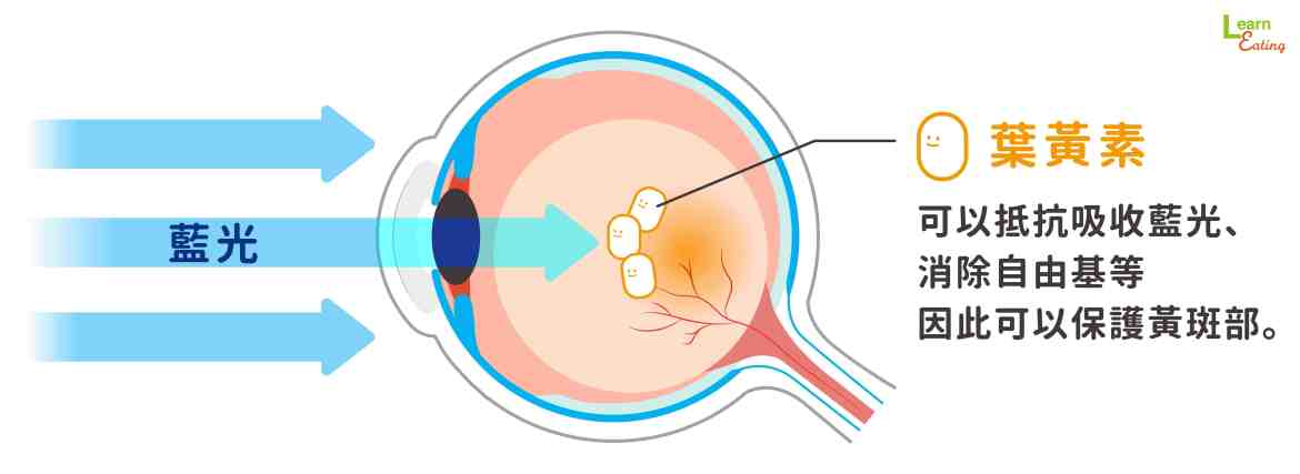 文章元件-眼睛中的葉黃素幫忙抵抗藍光和自由基的圖.jpg