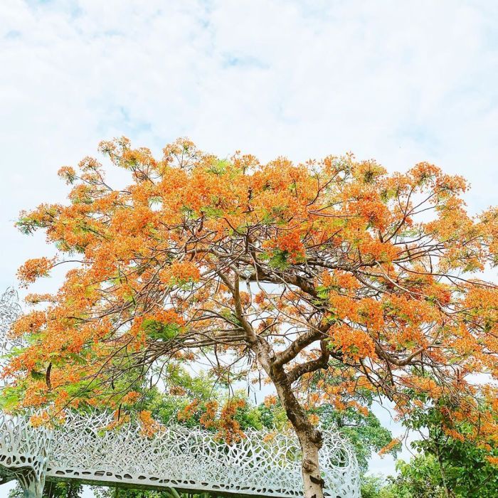 61186250_1158819410969439_7069995479484895800_n