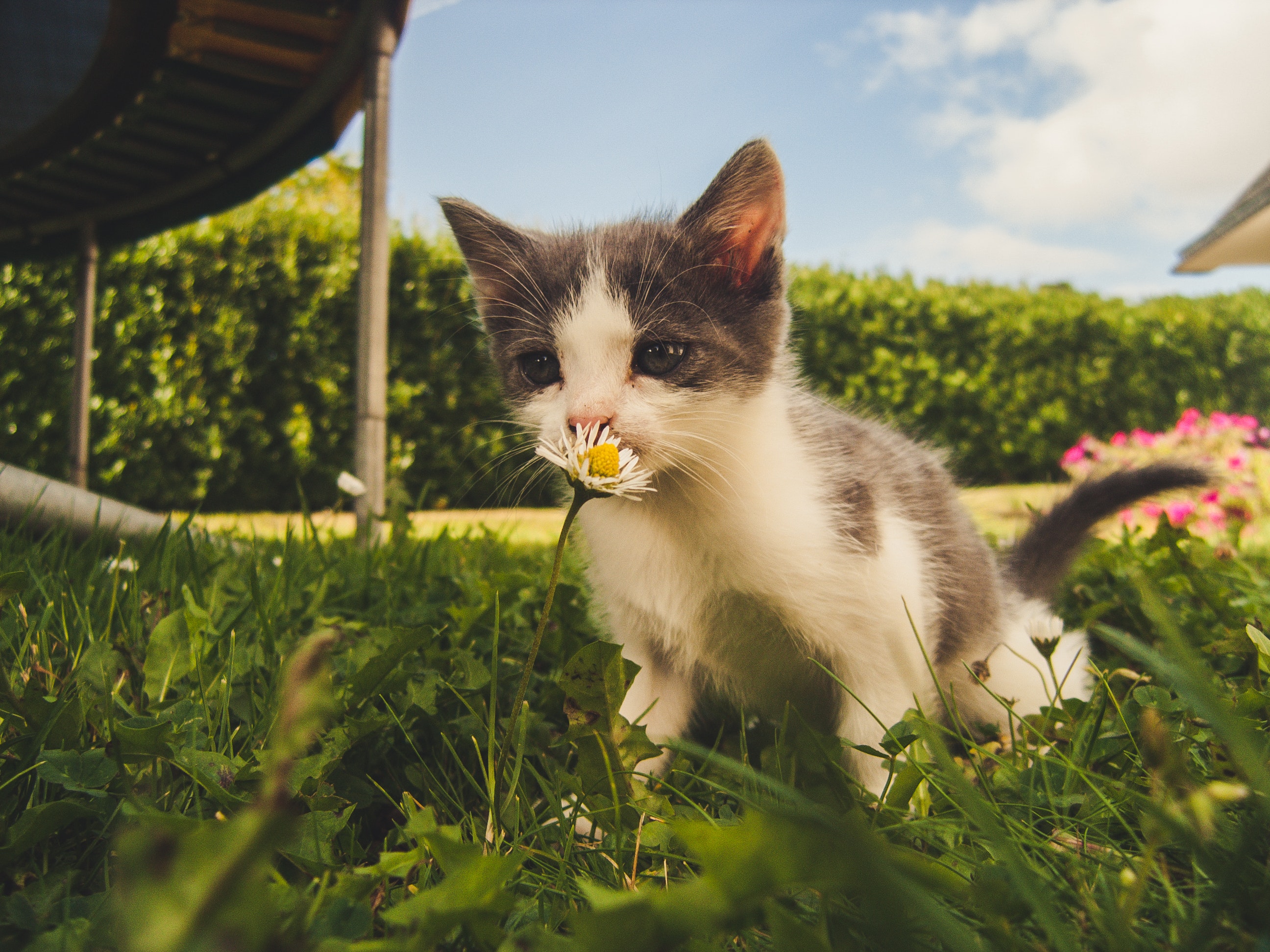 white-and-grey-kitten-smelling-white-daisy-flower-1472999